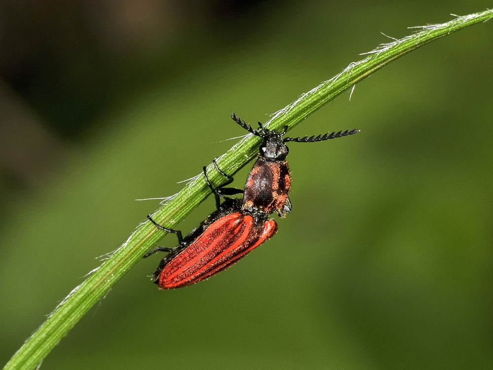 Elateridae:  Anostirus cfr. purpureus